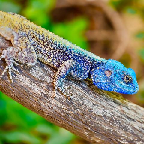 Colorful lizard resting on a branch.