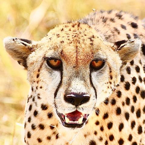 Close-up of a cheetah looking forward.