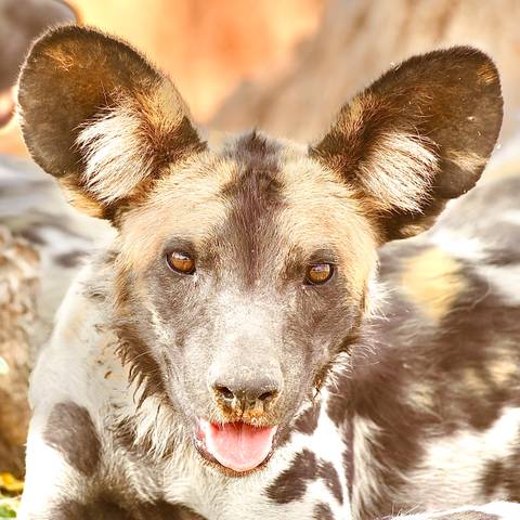 African wild dog with alert ears and striking fur pattern.