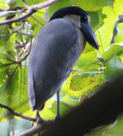 Bird sitting on a branch in a leafy environment.