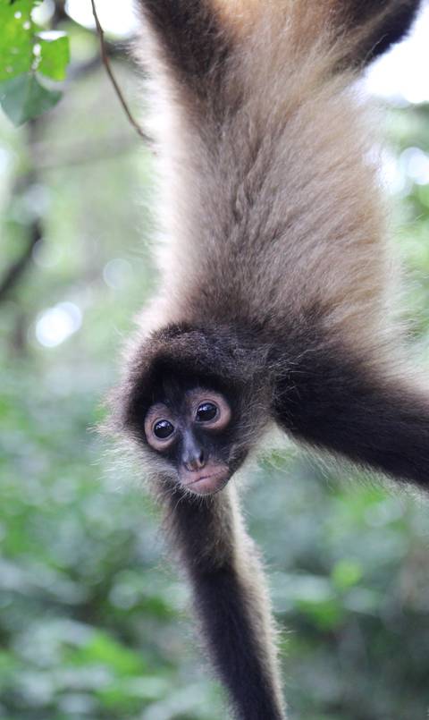 Close-up of a monkey hanging on a branch with a green blurred background.