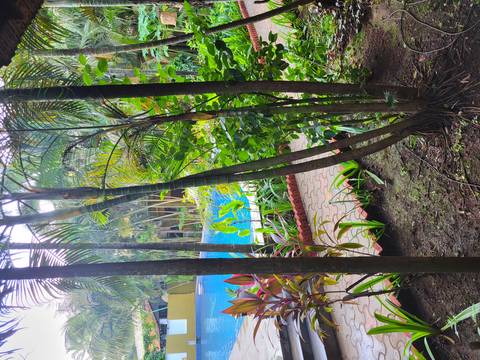 Pool view through palm trees and green foliage.