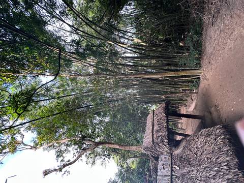 A bamboo grove with a thatched roof structure in the foreground.