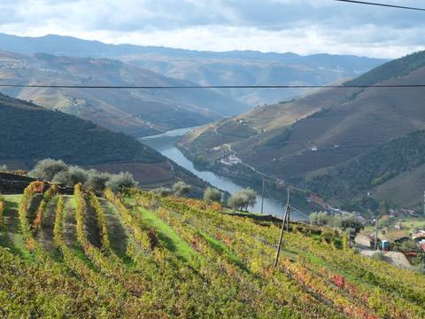 Vineyards with a river and rolling hills in the background.