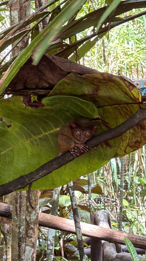 A Tarsier clinging to a branch surrounded by green leaves.