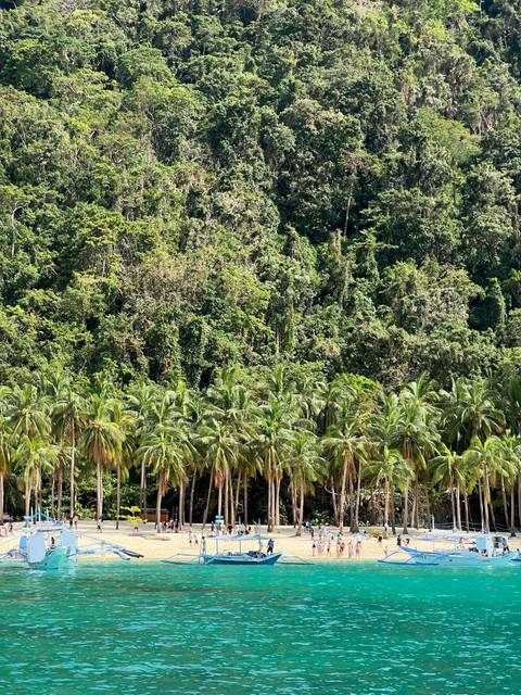 Lush tropical forest with palm trees and dense vegetation