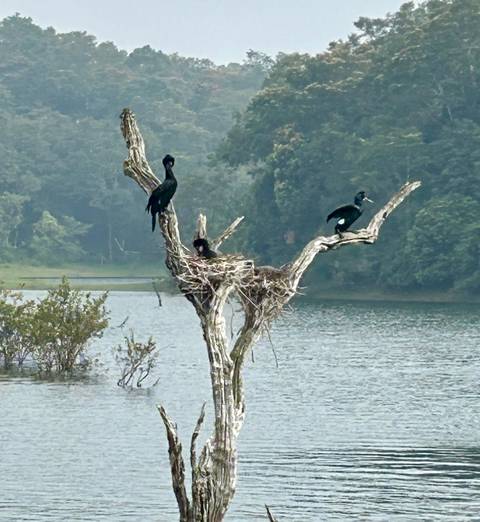      Birds perched on a tree in the middle of a lake.
  