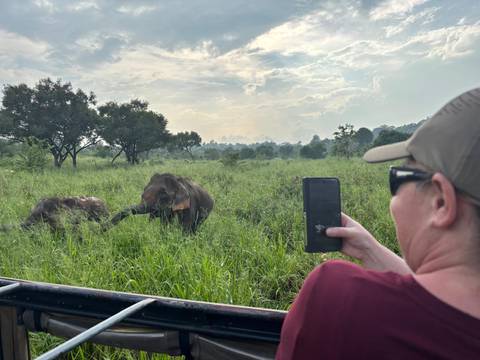 Elephant in a field with a person taking a photo from vehicle.
