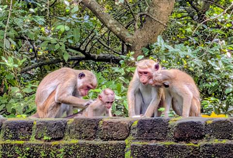       Group of monkeys grooming each other on a brick wall.
  