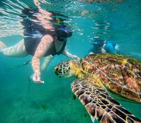       Underwater scene with people swimming near a sea turtle.
  