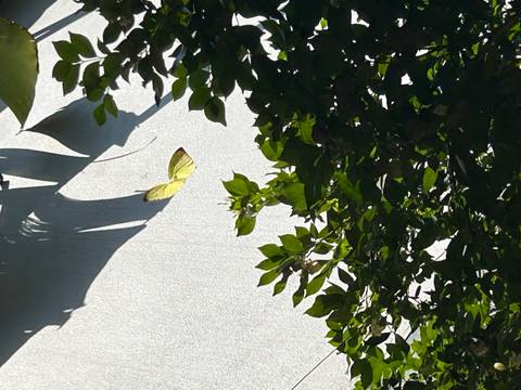 Butterfly flying near leaves with sunlight casting shadows.