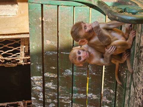 Two monkeys sitting on a bench.