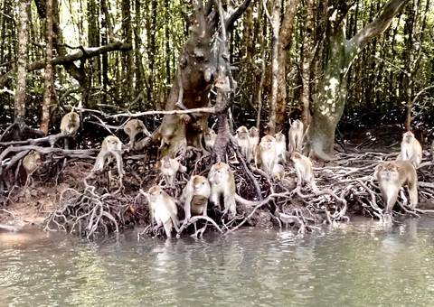 Group of macaques sitting by a water body in a forested area.