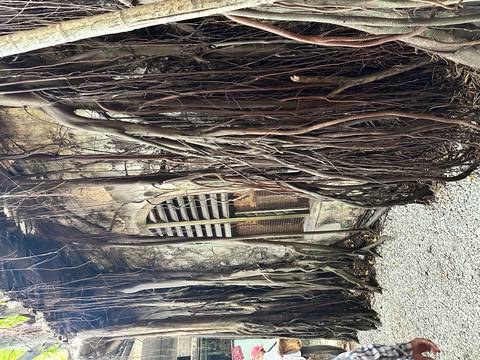       Old wall with tree roots growing over it.
  