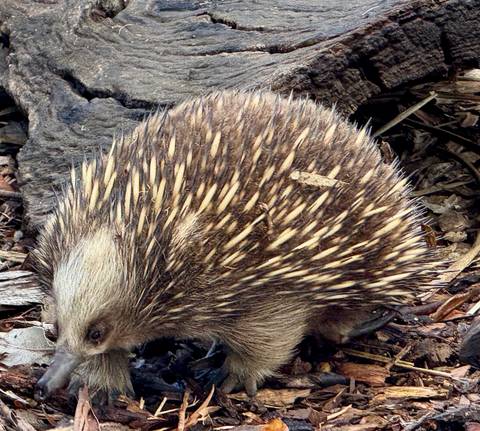       Close-up of an echidna with its spikes on display.
  