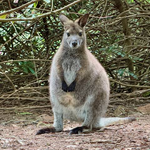       A wallaby standing upright surrounded by dense foliage.
  