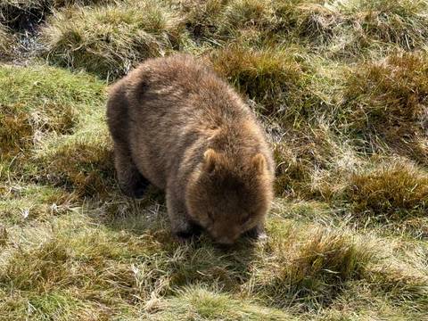 A wombat grazing on the grass.