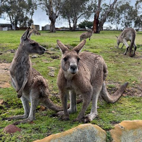 Kangaroos grazing in a grassy area.