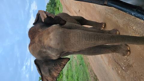 Close-up of an elephant on a dirt road with green foliage in the background.