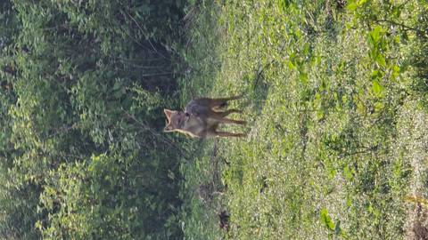 A jackal standing alert in a grassy area surrounded by bushes.
