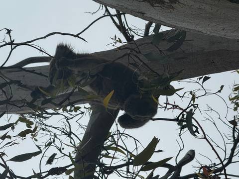       A koala in a tree.
  