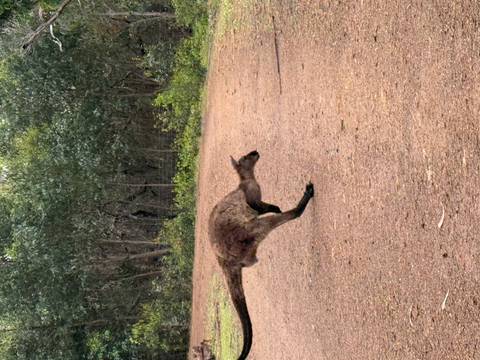       A kangaroo moving quickly across a dirt path.
  