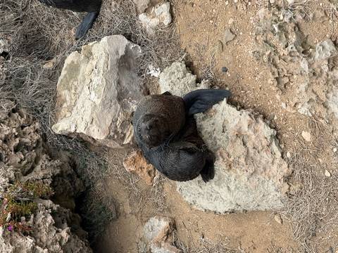       A fur seal resting on rocky terrain.
  