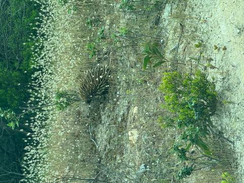       An echidna in a natural habitat.
  