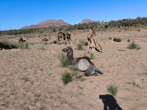 Group of camels grazing in a desert landscape.