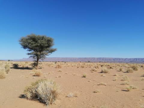 Lone tree standing in a wide desert landscape.