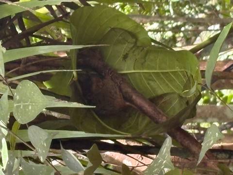 Tarsier hidden among forest leaves.