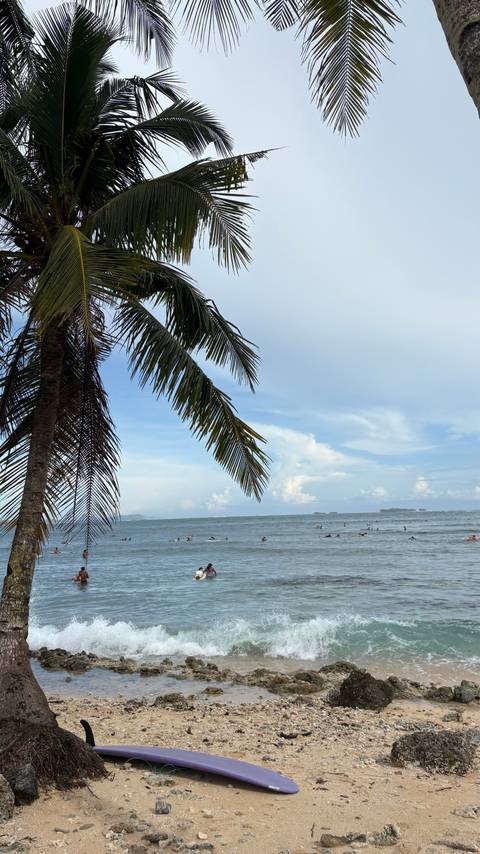 Beach scene with surfers and palm tree in foreground.