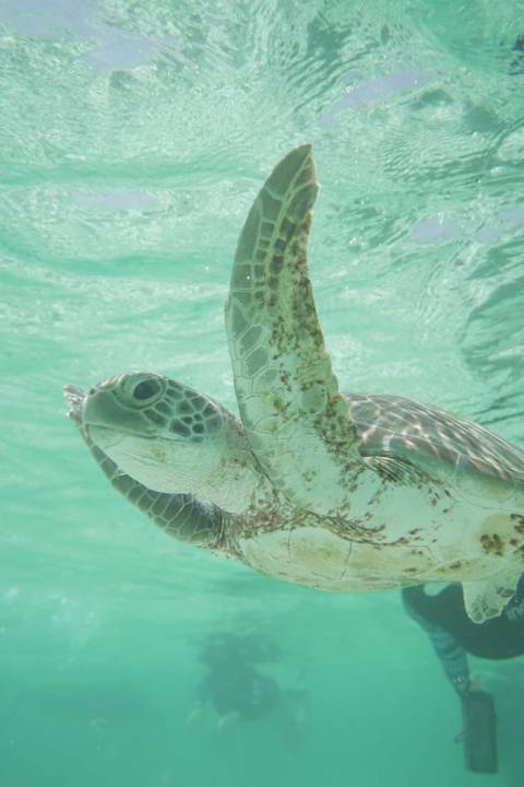      Sea turtle swimming underwater.
  