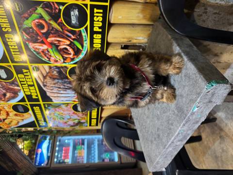 Cute dog sitting on a table in front of a food stall.