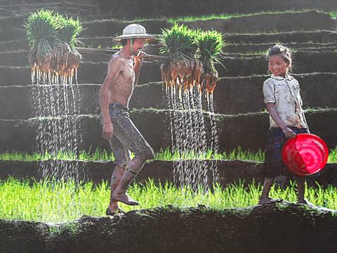 Two people carrying plants in a rice terrace.