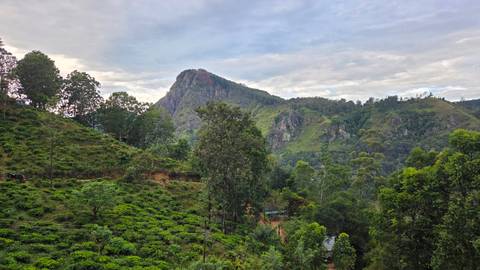 Scenic view of a lush green landscape with hills and scattered trees.
