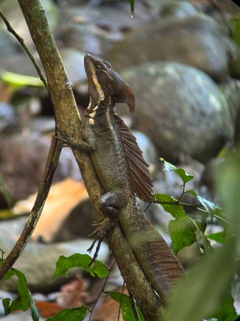 A lizard perched on a tree branch.