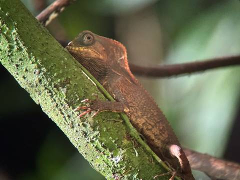 A brown lizard resting on a tree branch.