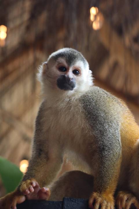 A squirrel monkey looking at the camera.