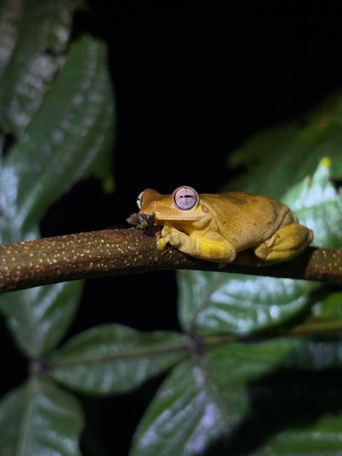 A frog with large eyes on a branch at night.