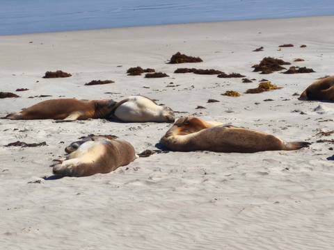       Seals resting on a beach with scattered seaweed.
  