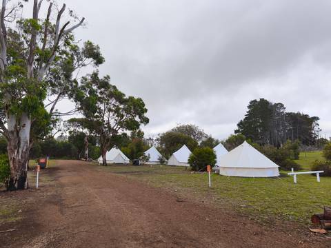       Row of tents set up in a wooded campground.
  