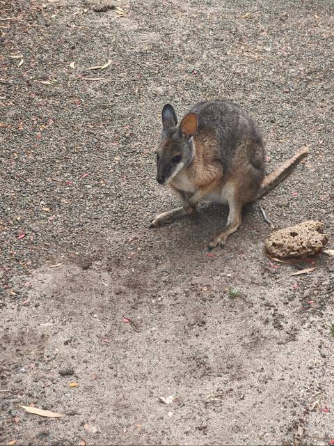       Wallaby sitting on the ground near a rock.
  