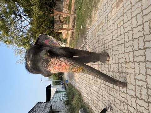       A painted elephant walking on a brick path.
  