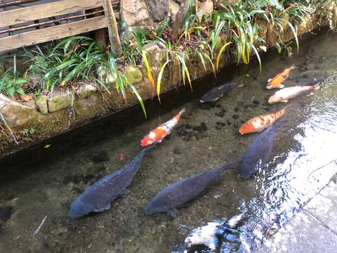 Koi fish swimming in a clear stream surrounded by plants.