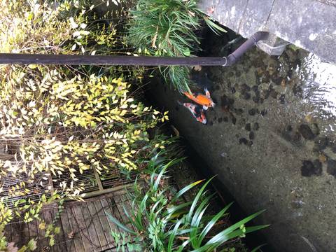 Small stream with koi fish, surrounded by lush vegetation.