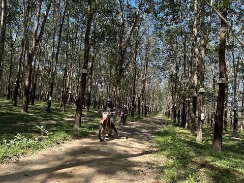 Motorcyclists riding through a forested path.