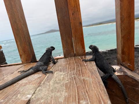       Two iguanas on a wooden deck overlooking the ocean.
  
