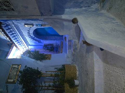 A narrow blue street in twilight with cats and plants.