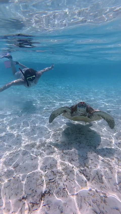       A swimmer and a sea turtle underwater.
  